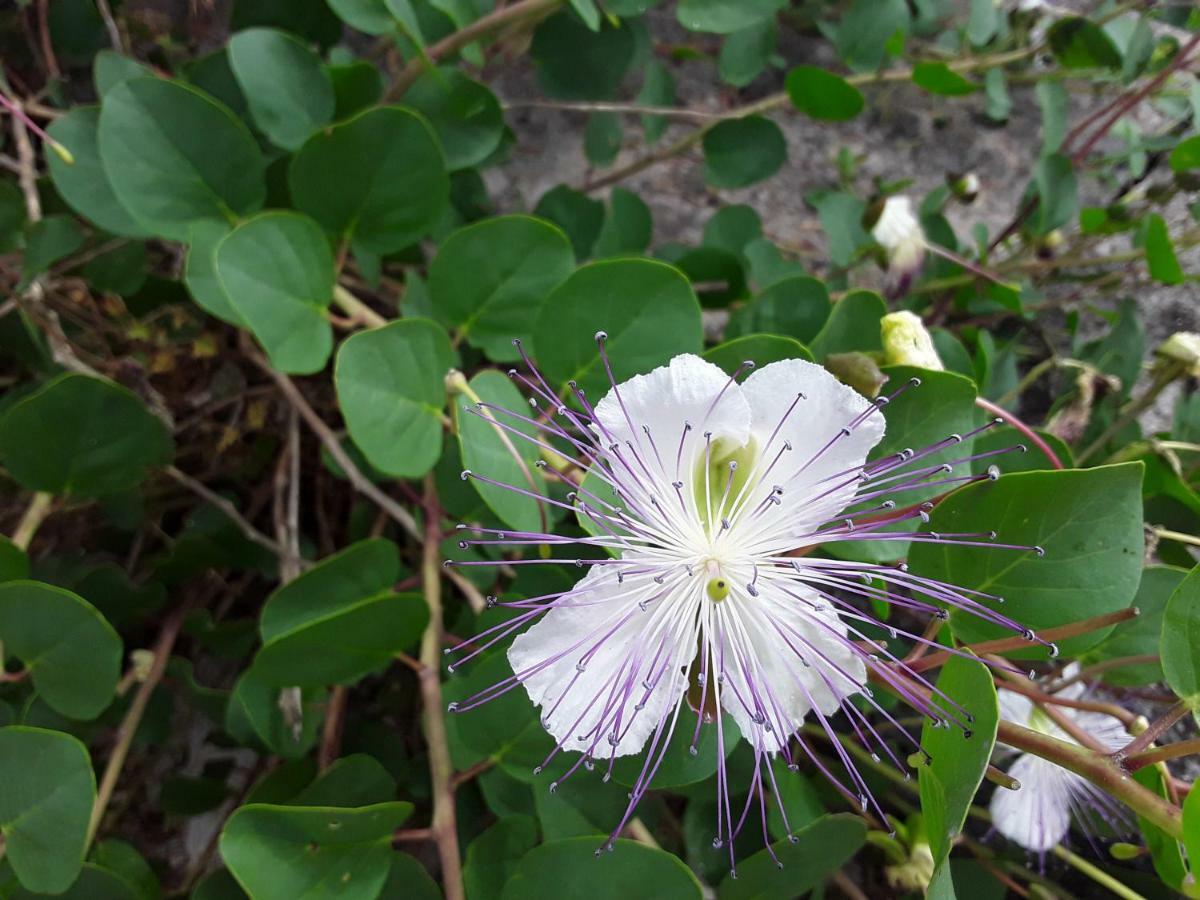 Il Giardino Di Viola Bed & Breakfast เชจลีเมสซาปิกา ภายนอก รูปภาพ